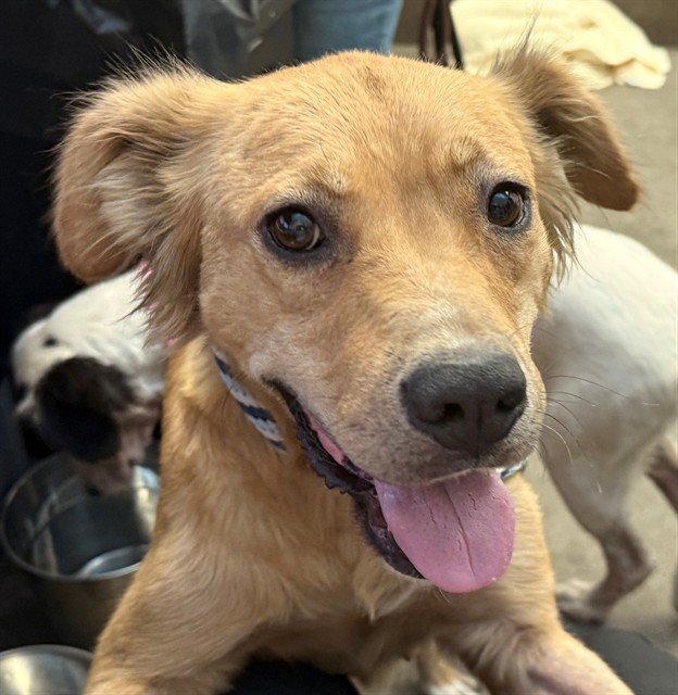 Adoptable Dog