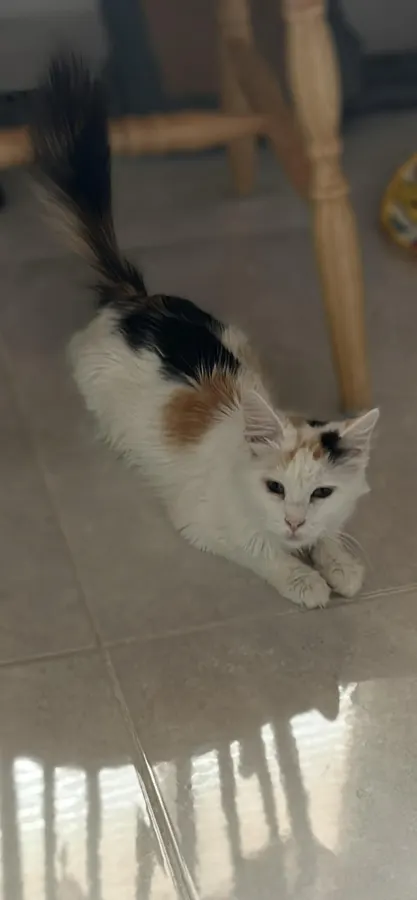 *Raisinette