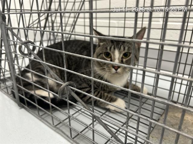 Adoptable Cat