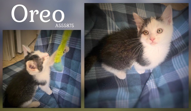Oreo