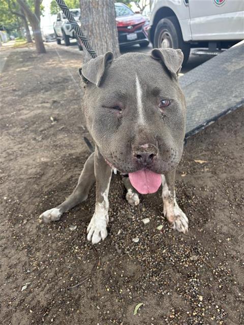 Adoptable Dog
