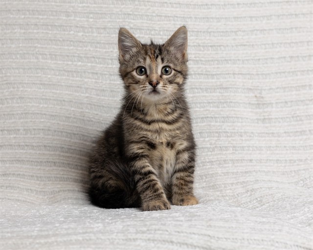 Ella