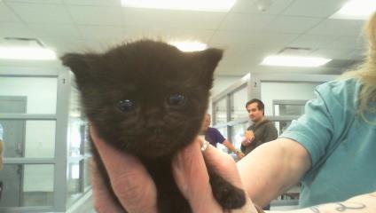 Adoptable Cat