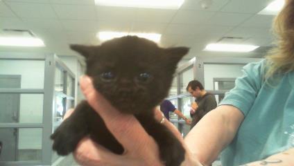 Adoptable Cat