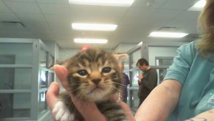 Adoptable Cat