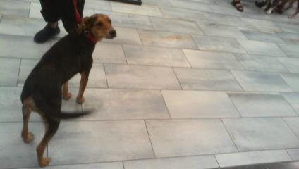 Polly