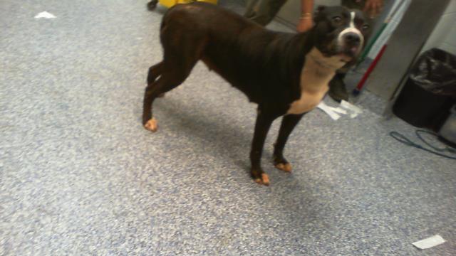 Adoptable Dog