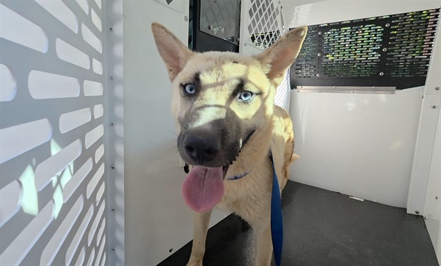 Adoptable Dog