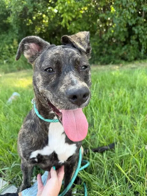 Sheila