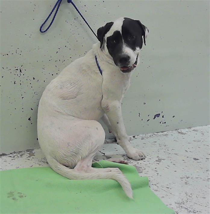Adoptable Dog