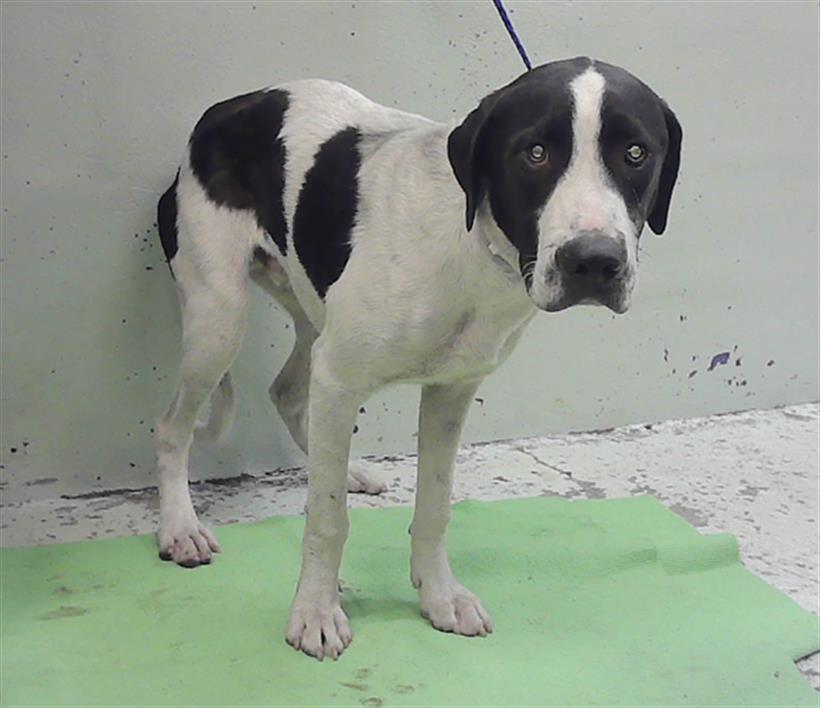 Adoptable Dog