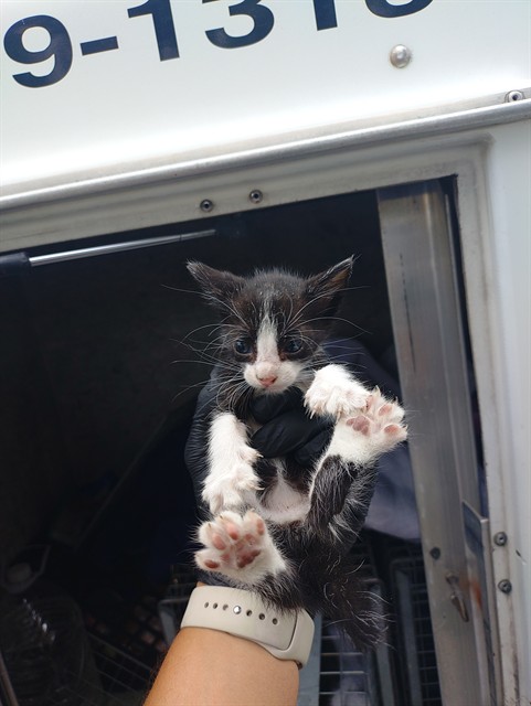 Adoptable Cat