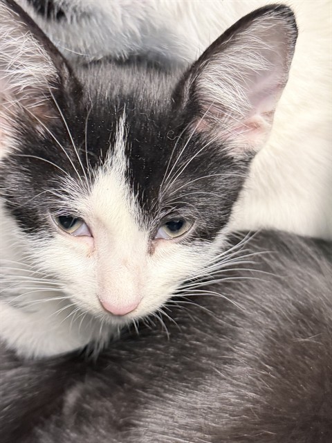 Kitten 3
