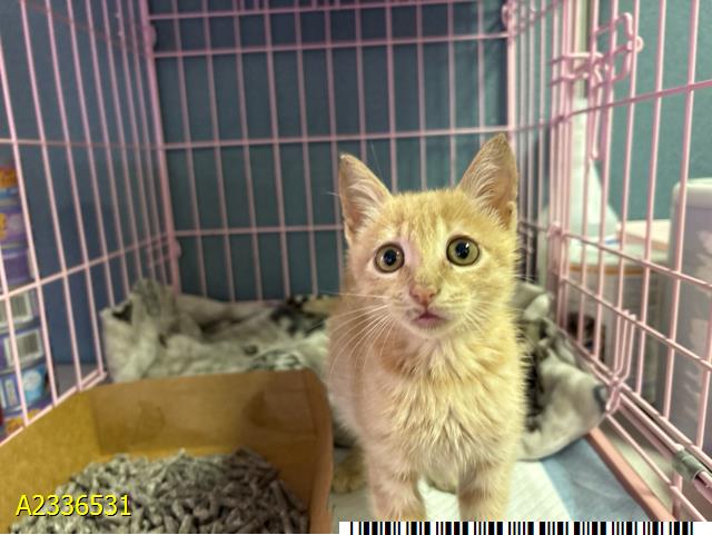 Adoptable Cat