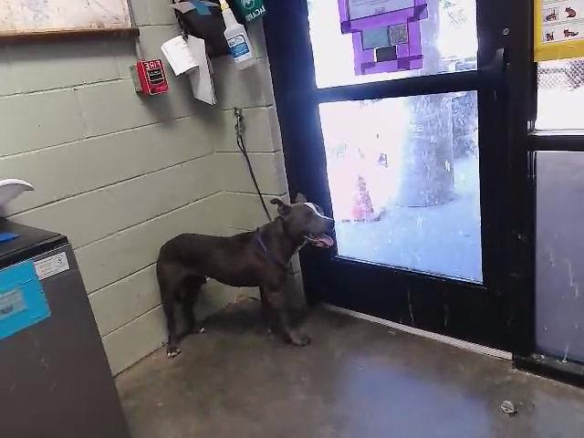 Adoptable Dog