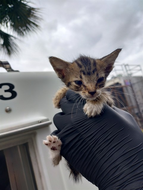 Adoptable Cat