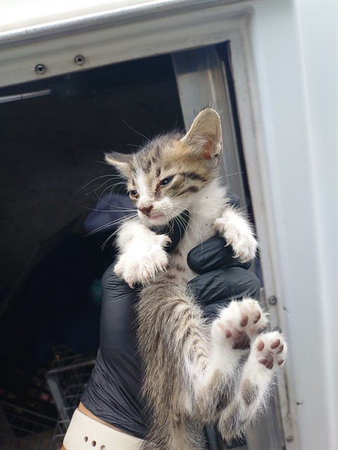 Adoptable Cat