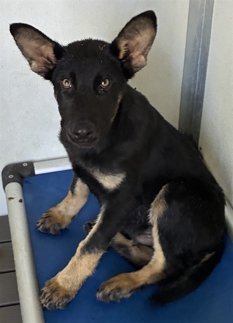 Urgent Med Adopt Craig