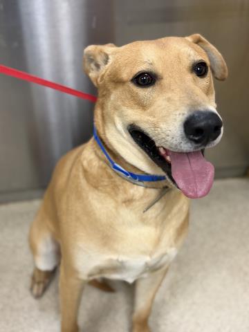 Adoptable Dog