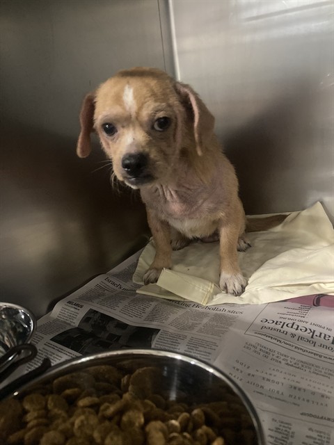 Adoptable Dog