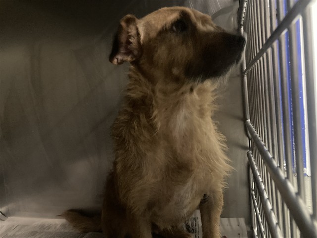Adoptable Dog