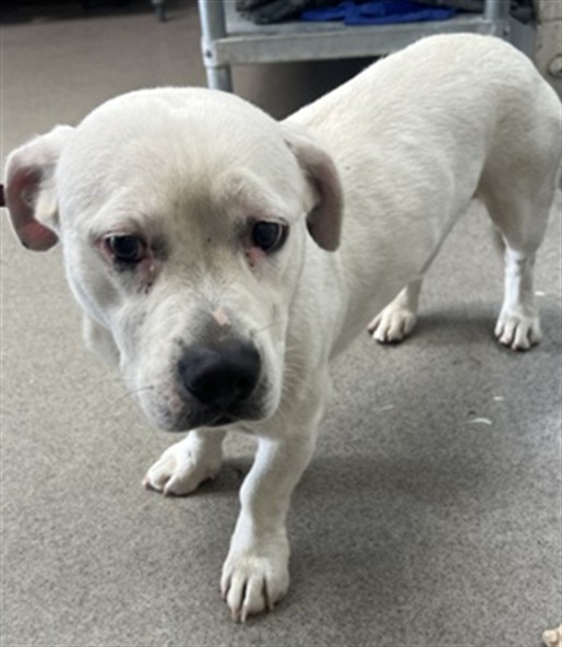 Adoptable Dog