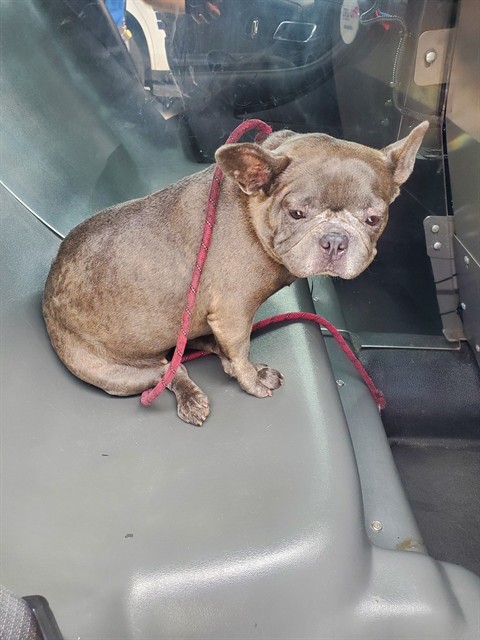 Adoptable Dog