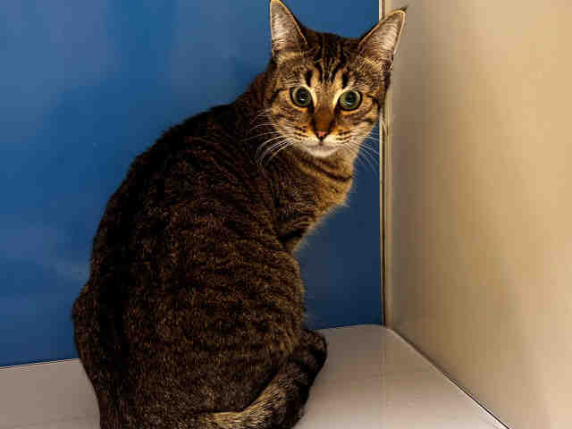 Adoptable Cat