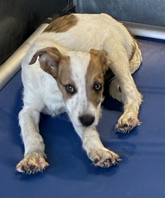 Kona