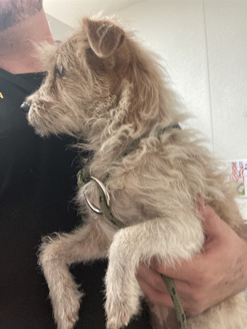 Adoptable Dog