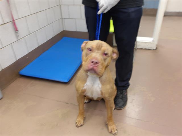 Adoptable Dog