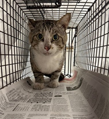 Adoptable Cat