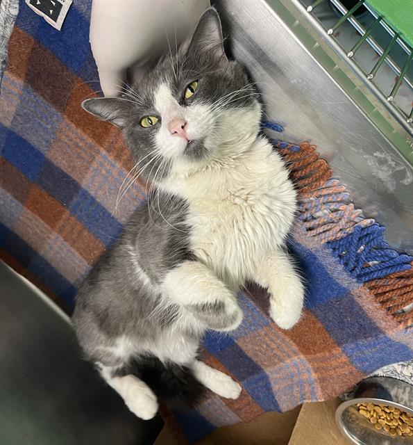 Lilo- Fiv+