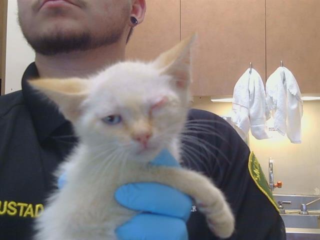 Adoptable Cat