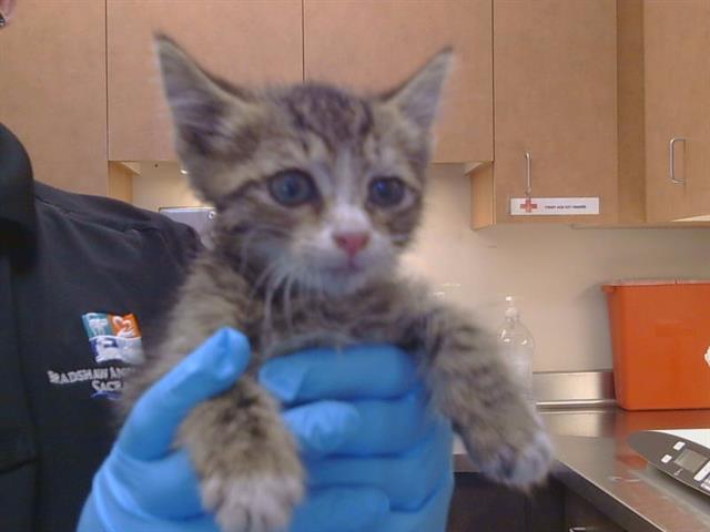 Adoptable Cat