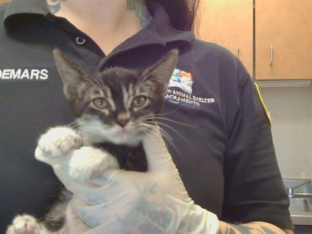 Adoptable Cat