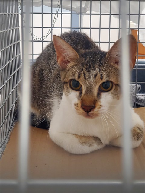 Adoptable Cat