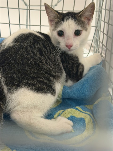 Adoptable Cat