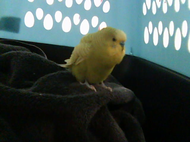 Kiwi