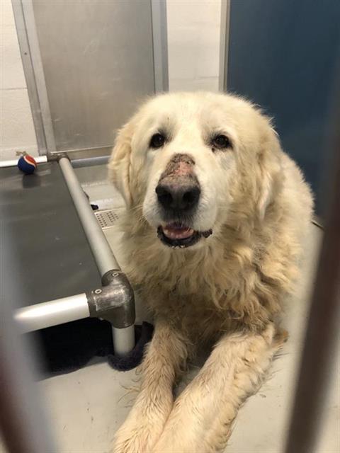 Adoptable Dog