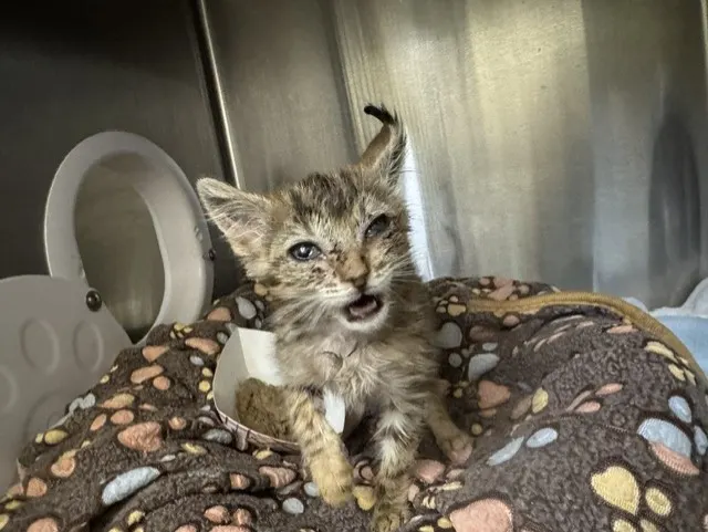 Adoptable Cat