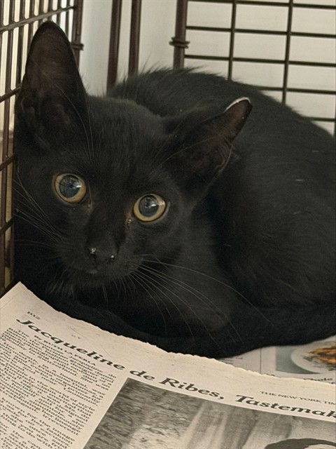 Adoptable Cat