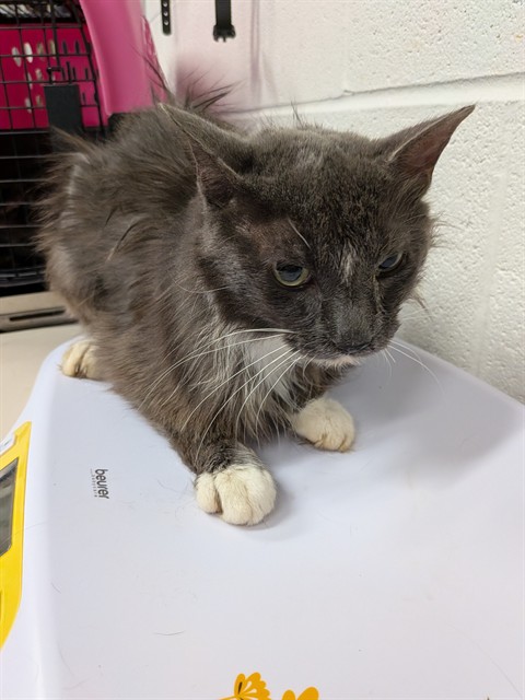 Adoptable Cat