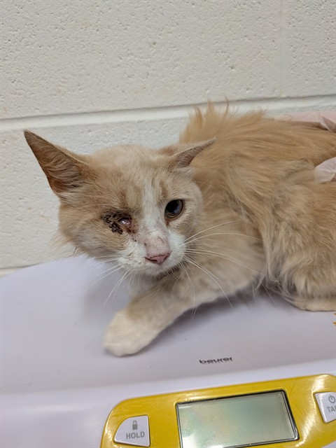 Adoptable Cat