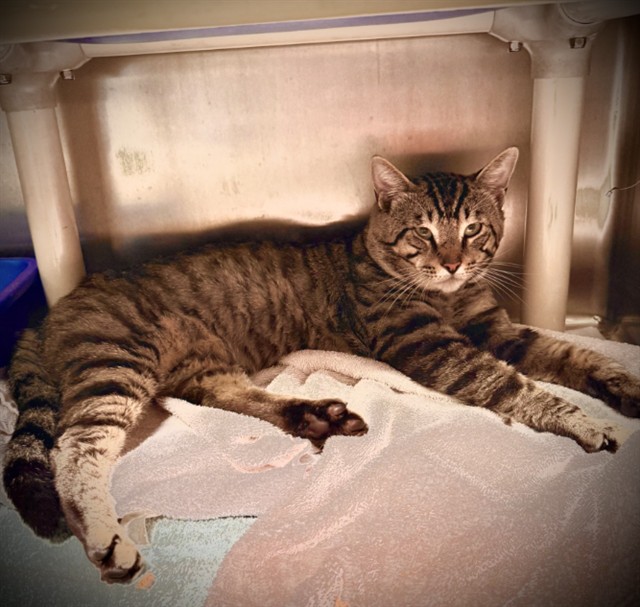 Adoptable Cat