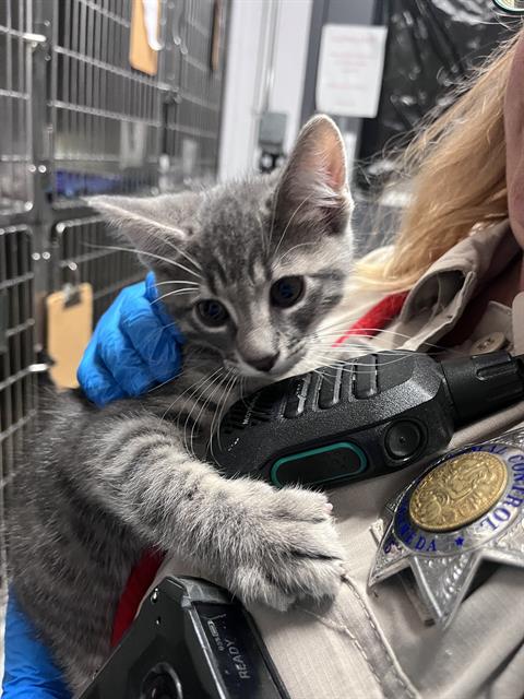 Adoptable Cat