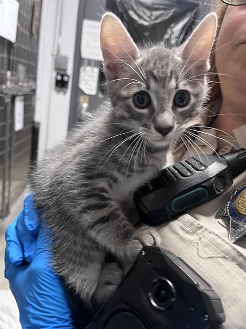 Adoptable Cat