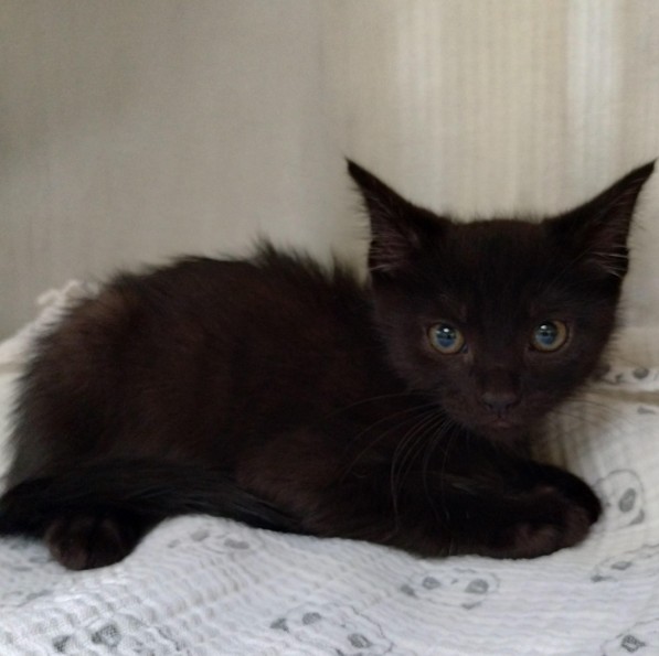 Adoptable Cat