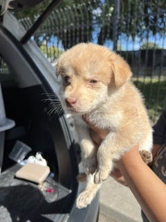 Adoptable Dog