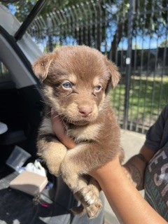 Adoptable Dog